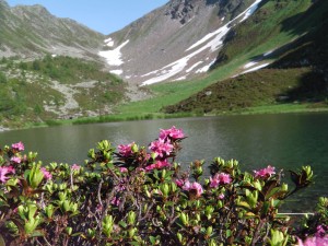 Zunigsee mit Almrosen