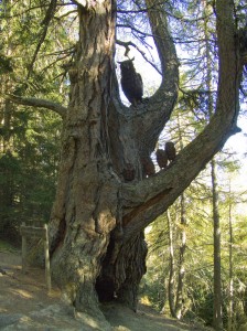 Baum in der Mitte des Nationalpark Waldlehrpfades Zedlacher Paradies